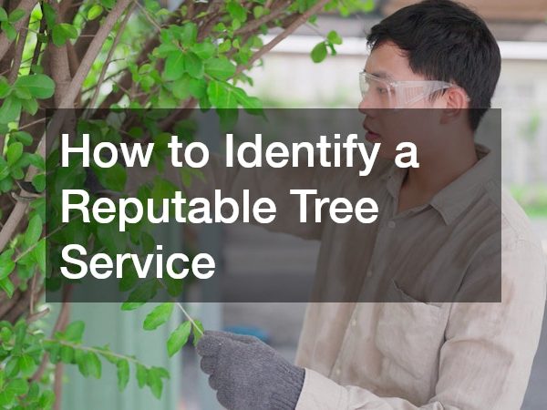 How to Identify a Reputable Tree Service