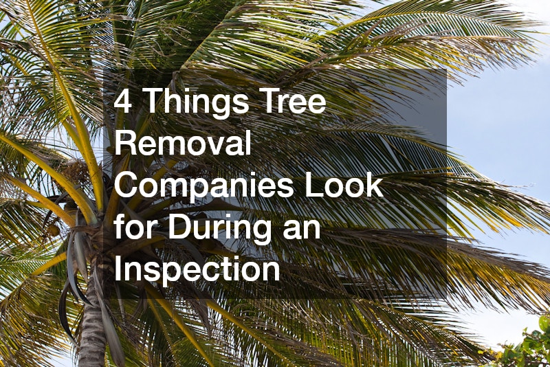 4 Things Tree Removal Companies Look for During an Inspection